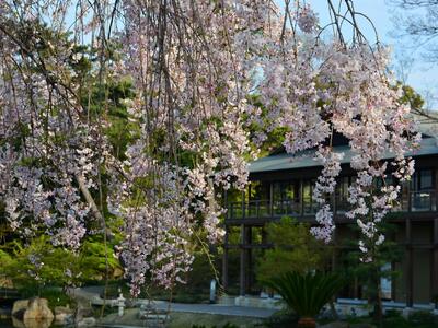 庭園枝垂れ桜.jpgのサムネイル画像